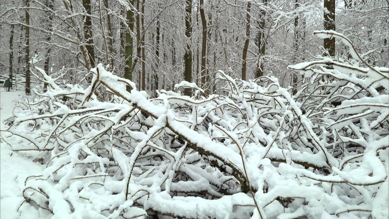 Het Hallerbos in de winter op 20 december 2010