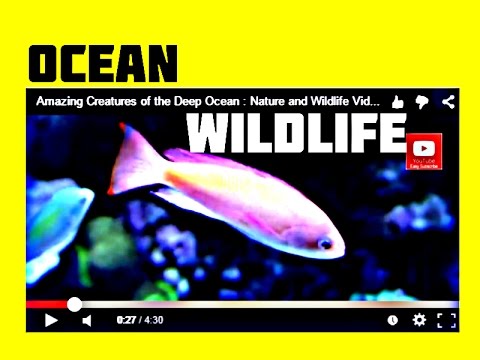 Amazing Creatures of the Deep Ocean : Nature and Wildlife Video