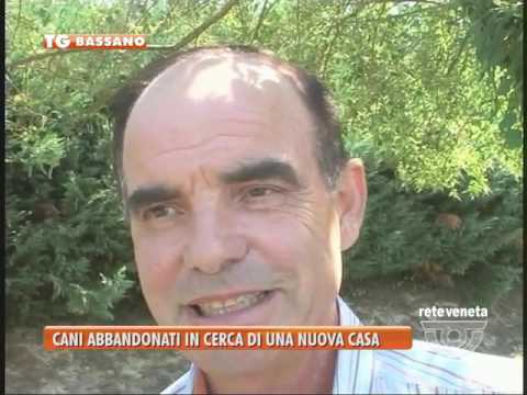 TG BASSANO (13/08/2016) - CANI ABBANDONATI IN CERCA DI UNA NUOVA CASA