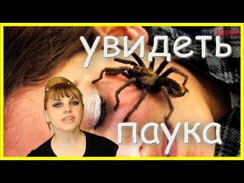 Увидеть ПАУКА в доме - что значит...