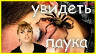 Примета паук на потолке Приметы