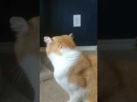 Bambis fun time 😺