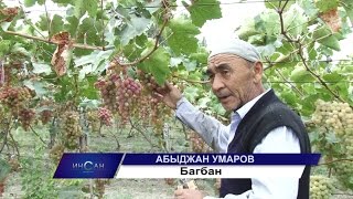 Жүзүм өстүргөн Абытжан багбан Инсан көрсөтүүсү
