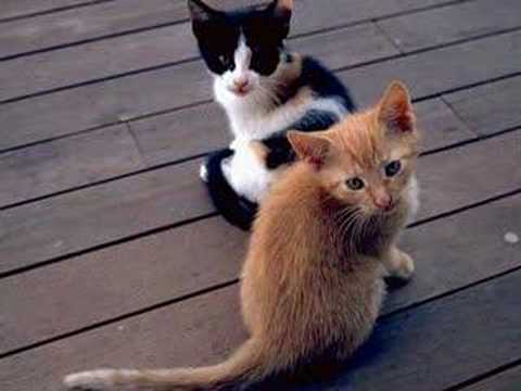 Implora - Diego Modena, Jean Phillipe Audin