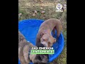 Perros, Gatos y más animales domésticos 5 Video thumbnail
