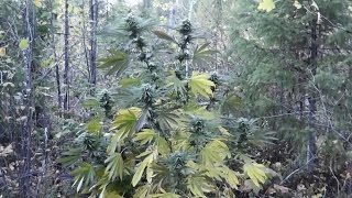 Outdoor Grow, October 4 2012, Part 11 - Harvest Time