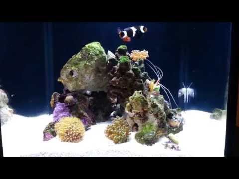 Nano reef tank