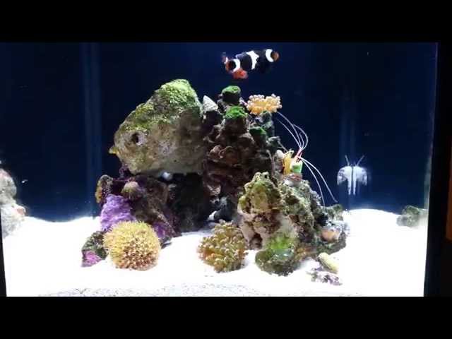 Nano reef tank