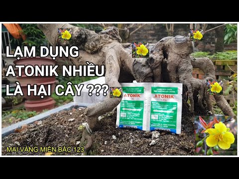 🔴 QBS22110 - CÁCH DÙNG ATONIK CHO CÂY MAI VÀNG || DÙNG ATONIK NHIỀU CÓ HẠI KHÔNG || CÁCH DÙNG N3M