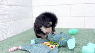 ハーフ犬の動画01