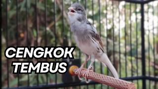 Download lagu Kenari Gacor Ngerol Sampai Tuntas – Cocok untuk Isian & Pancingan  Kenari PAUD AGAR BUNYI! mp3
