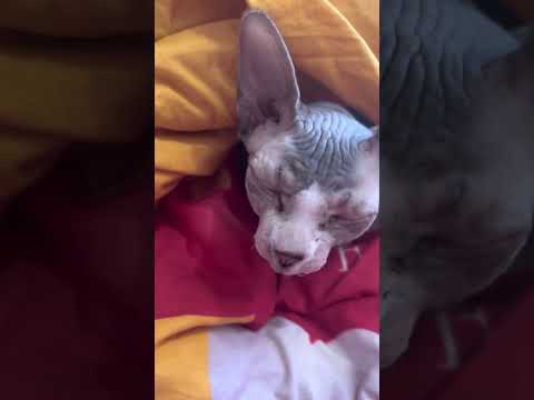 Cat Alisa / кошка Алиса