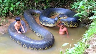 Download lagu Giant Anaconda Spotted Relaxing in a Jungle Stream mp3 Download lagu Giant Anaconda Spotted Relaxing in a Jungle Stream mp3