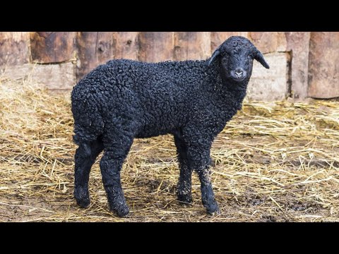 , title : 'Karakul Sheep | High Fashion Fur'