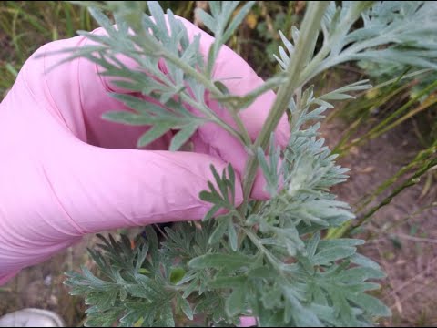 #12 Home medicine cabinet - All about WORMWOOD - its properties, tincture and dried herb
