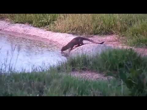 Djuma: Slender Mongoose gets drink at the pan - 17:36 - 12/24/2022