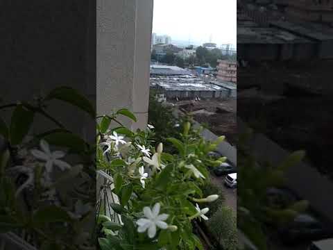 terrace flowers super