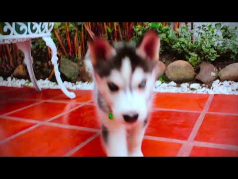 Hola Soy BERNARDA - siberian husky