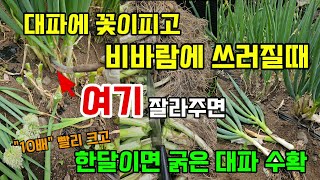 대파꽃이피고 비바람에 쓰러질때 여기 잘라주면 한달이면 굵은대파 수확합니다 #대파농사 #대파자르기