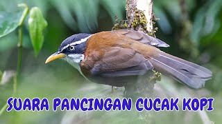 Download lagu SUARA BURUNG CUCAK KOPI ALAM LIAR FULL ISIAN mp3 Download lagu SUARA BURUNG CUCAK KOPI ALAM LIAR FULL ISIAN mp3