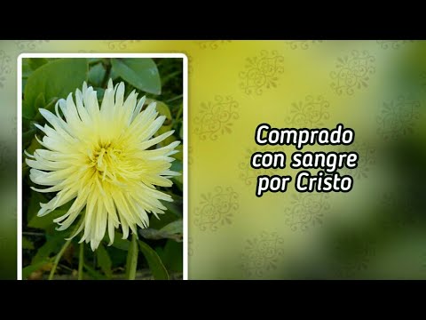 Himnario adventista 296 Comprado con sangre por Cristo (-)