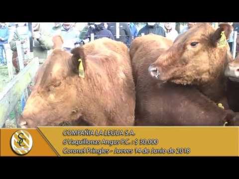 14-06-18 Venta de Vientres P.C. y P.R. - Compañia La Legua S.A. - Coronel Pringles.