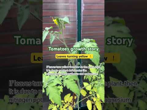 , title : 'Tomatoes growth story #gardening #farmtotable #healthyrecipes #tomato #greenhouse #vegetablegarden'