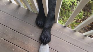 Bears   -   Lyle Lovett (and a few furry friends)