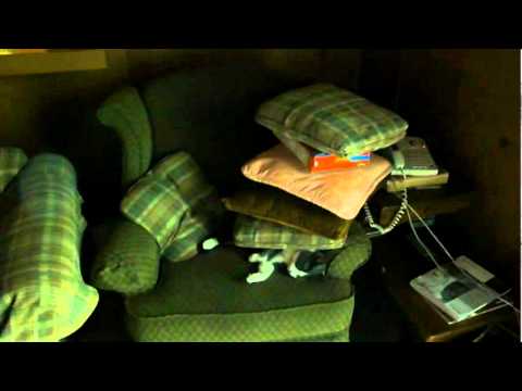 Cat stacking with Sonja and Jaina