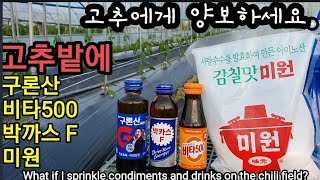 고추나무에 미원,박까스F, 비타500,구론산 살포해봤습니다. What if I sprinkle condime…