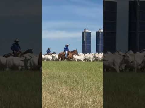 FAZENDA SANTA NICE - GENÉTICA NELORE DE EXCELÊNCIA - AMAPORÃ/PR