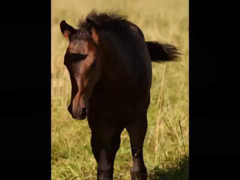 Bewegungsstarkes Stutfohlen von Destano (Desperados) x Wetten Dass (v. Welt As)