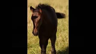 Video of Destinata
