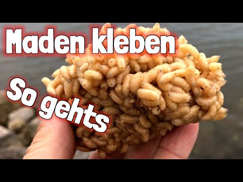 Maggots stick! A very simple trick for fishing in the current