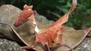 Las Mantis Insectos Sorprendentes: Yagouaroundi