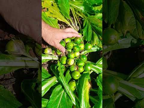 So many Mandrake fruits 😄🍋💛