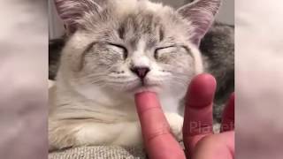 CATS make us LAUGH ALL THE TIME! - Ultra FUNNY CAT videos