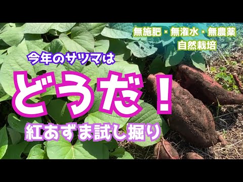 園芸 ほろ苦いナス科