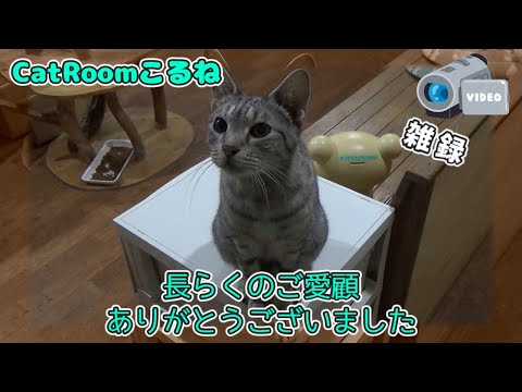 2023年1月9日の夜【CatRoomこるね　雑録】