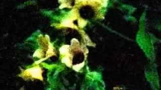 BrainSysteM - Hyoscyamus