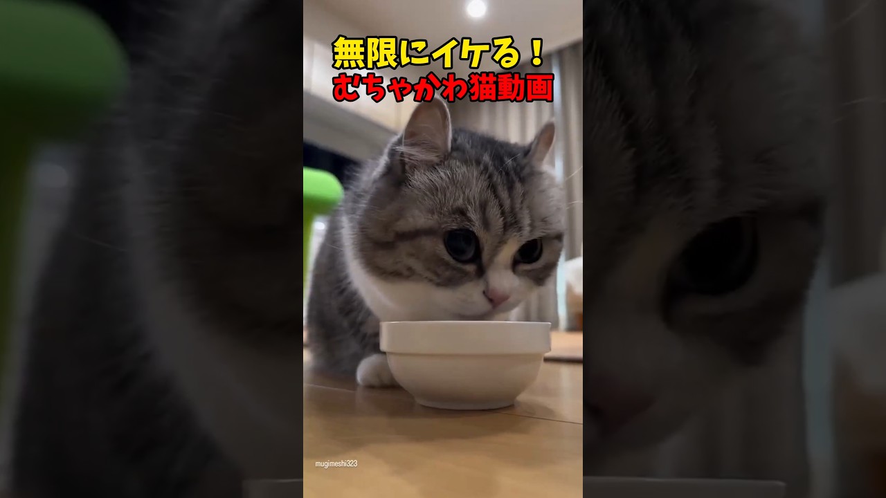 これは無限だわ…☺