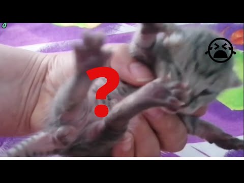 How to remove cat fleas How To Get Rid Of Fleas Fast, Cheap and Easy 🙀How to Treat Your Cat Kitten