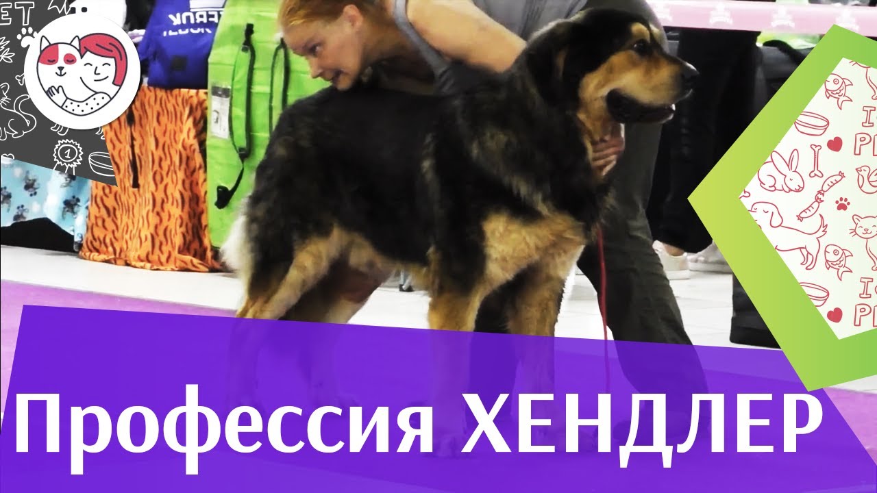 Профессия хендлер на ilikepet. Особенности, как обучиться.