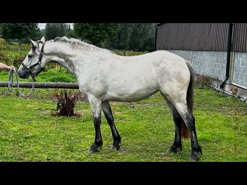 14.2 genuine fun Connemara mare - Image 2