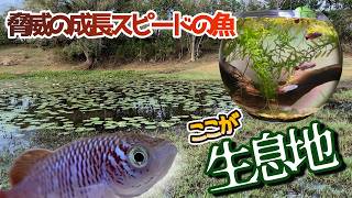 【アクアリウムレイアウト】寿命の６倍長生きしている熱帯魚の水槽を健康維持のためリセット、エアレーション無の輝く生態系を維持する