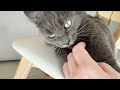 Gray Cat Bites My Hand When I Stroke It