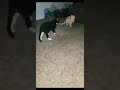 Cloud The Tuxedo And Sunni The Tabby Play Boxing Cat Catlover Catdad Shorts Playtime Fighting