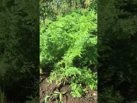 ニンジンを容器または地面に播種する