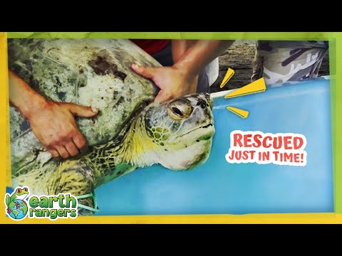 26 Sea Turtles Saved From Poachers! | Earth Rangers