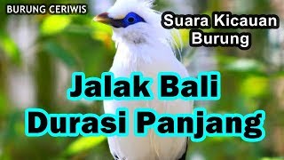 Download lagu Suara Kicaun Burung Jalak Bali Durasi Panjang Siap Buat Masteran Burung mp3